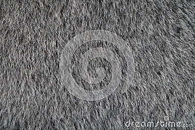 Animal Gray Fur Texture