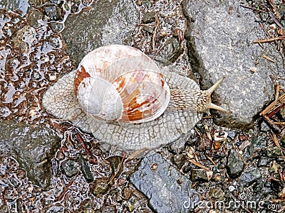 Animal Kingdom, snail on mountain road