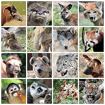 Animal mammals collage