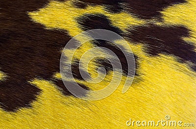 Animal Skin