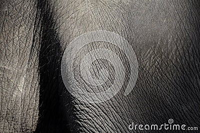 Animal skin in thailand