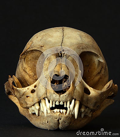 animal-skull-14766398.jpg