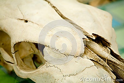 Animal skull