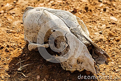 Animal skull on desert.