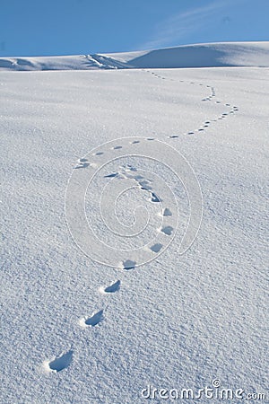 animal-tracks-snow-winter-3974746.jpg