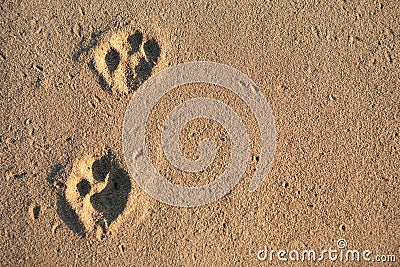 Animal tracks