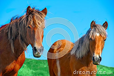 Animal wild horses