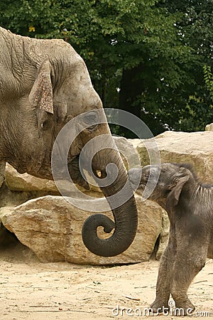 Animals: baby and mother elephant