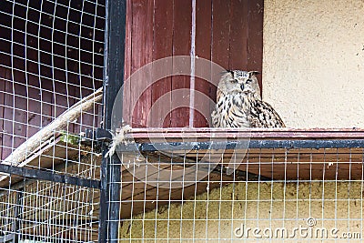 Animals and birds in a cage