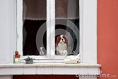 Cute dogs at the window
