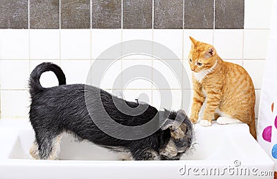 Animals at home dog and cat playing together in bathroom