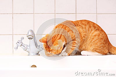 Animals at home red cat pet kitty drinking water in bathroom
