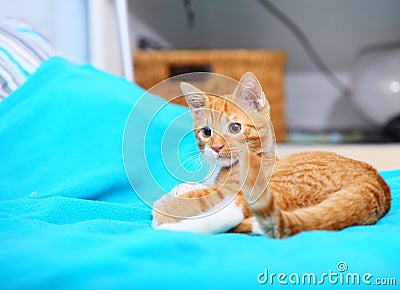 Animals at home - red cute little cat pet kitty on bed