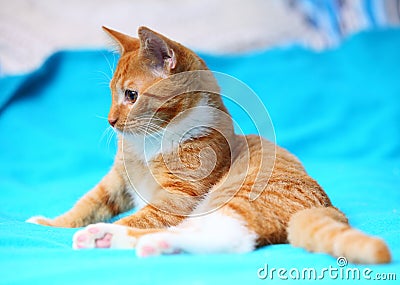 Animals at home - red cute little cat pet kitty on bed