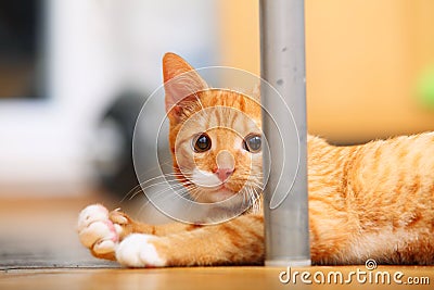 Animals at home - red cute little cat pet kitty on floor