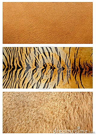 Animals skin