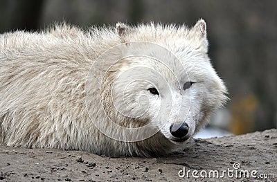 Animals - white wolf