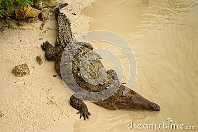 Animals in wild. Crocodile basking in the sun,Colombia
