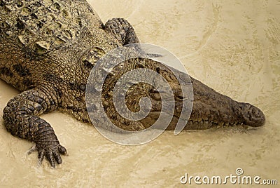 Animals in wild. Crocodile basking in the sun,Colombia