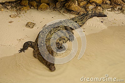 Animals in wild. Crocodile basking in the sun,Colombia