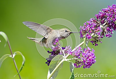 Annas Hummingbird feeding on Butterfly Bush Flower
