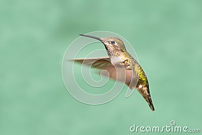 Annas Hummingbird in Flight, Female