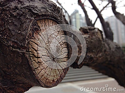 Annual growth ring of tree in city