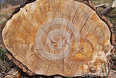 Annual rings on a cut tree