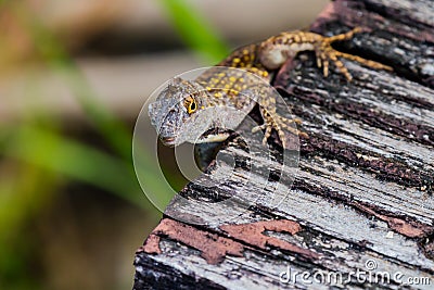 Anole with yellow spots