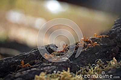 Ant walk