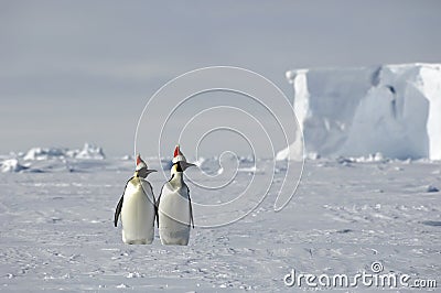 Antarctic Christmas