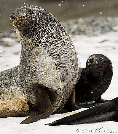 Antarctic Fur Seal and Pup