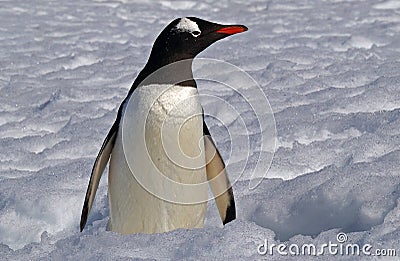 Antarctic Gentoo penguin