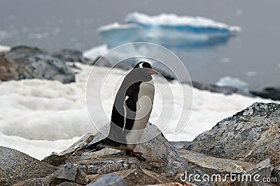 Antarctic Gentoo penguin