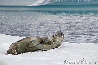 Antarctic leopard seal