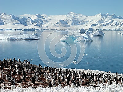 Antarctic penguin group