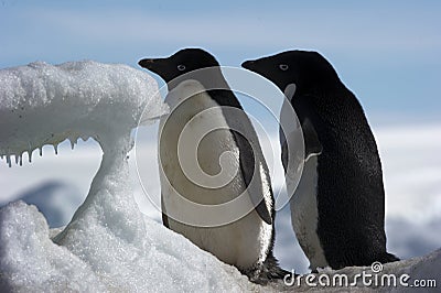 Antarctic Penguin(s)