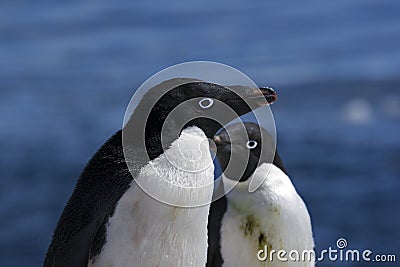 Antarctic Penguin(s)
