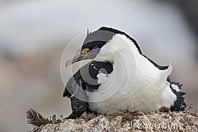 Antarctic shag on the nest, Antarctica