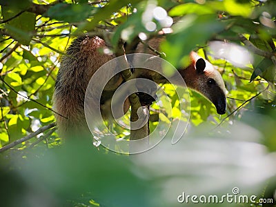 Anteater on a jungle tree