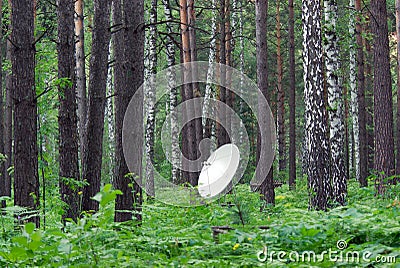 Antenna in the forest