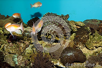 Anthias Reef Fishes in Aquarium