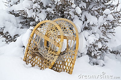 Antique bear Paw snowshoes juniper tree snow