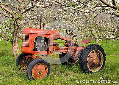 Antique Tractor and orchard