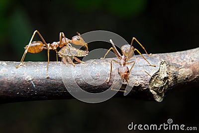 Ants aphids. Close up.