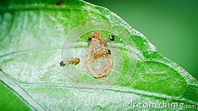 Ants teamwork