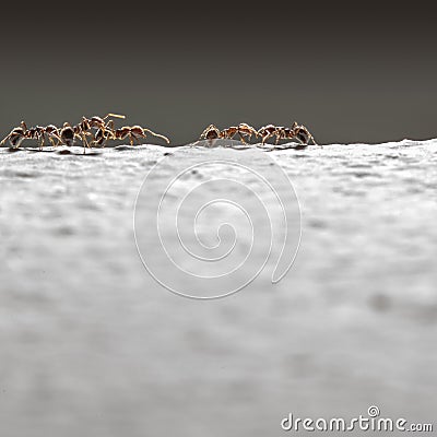 Ants walk on wall