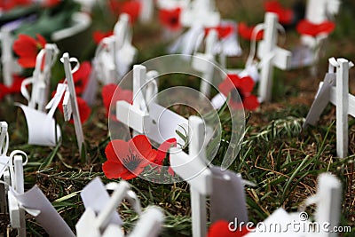 Anzac day poppies