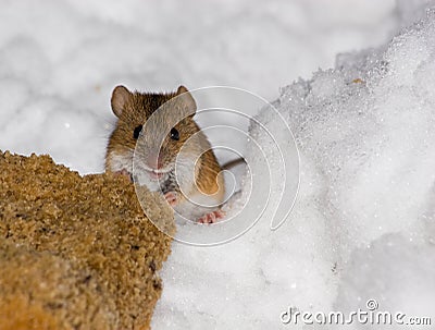 Apodemus agrarius, Striped Field Mouse