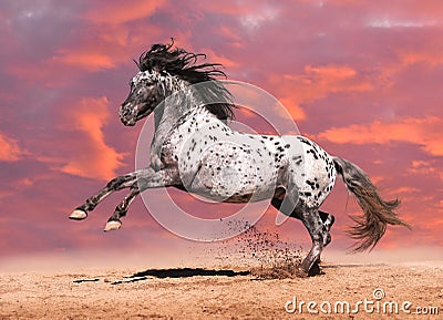 Appaloosa horse play in summer